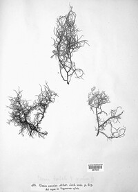 Usnea ceratina image